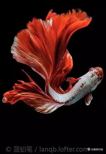 鱼- 堆糖,美图壁纸兴趣社区