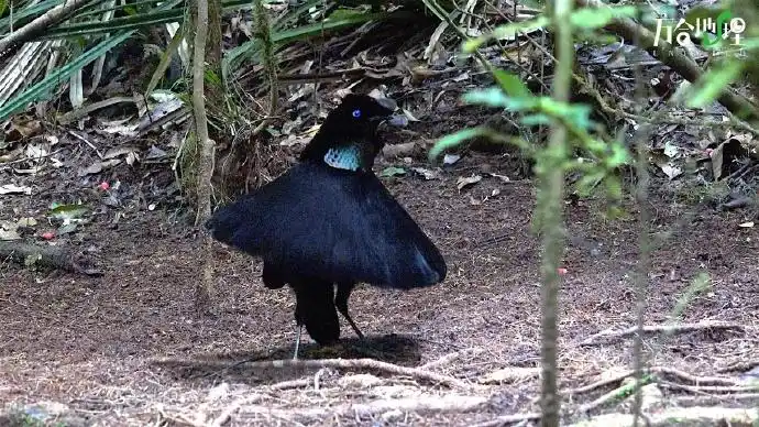 为所欲为的尬舞大师阿法六线风鸟. 来自万合地理 - 微博