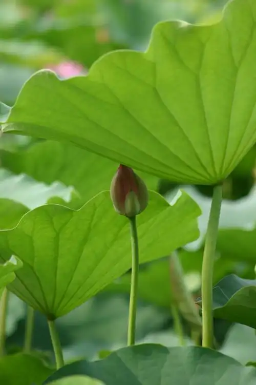 夏日莲花图片908,北京市旅游景点,风景名胜 - 蚂蜂窝图库
