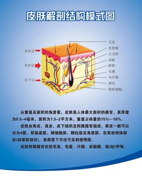 薄膜海报印制展板喷绘写真皮肤解剖结构模式塑料薄膜