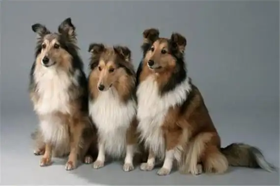 世界十大名犬智商排名边境牧羊犬智商等同于八岁小孩