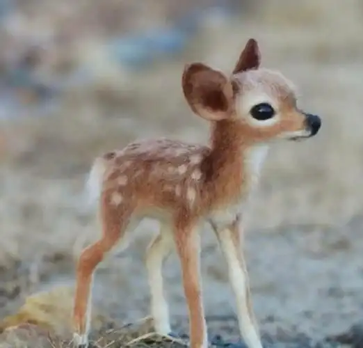 好可爱的小梅花鹿