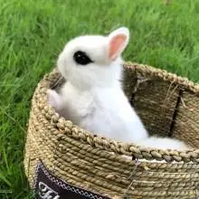 长不大茶杯兔海棠凤眼兔垂耳折耳兔子活体造型盖脸猫猫兔荷兰兔兔宝宝