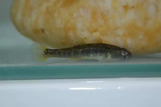 这种鱼很神秘,我们叫它"沙鸡",但想钓它却很难