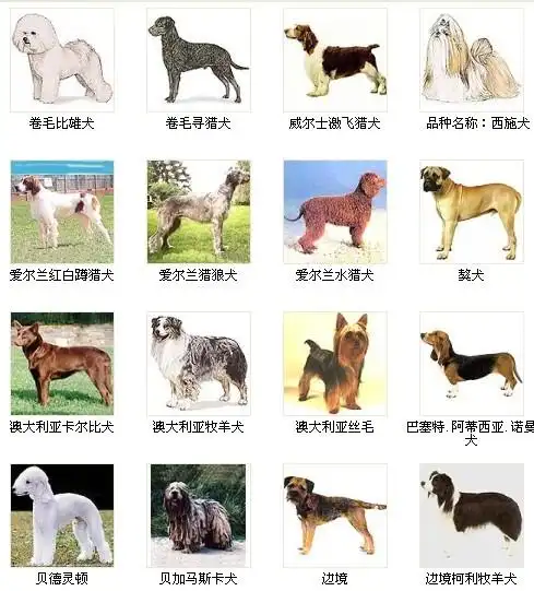 [转载]于孟融:世界名犬犬种大全?(摘自"林中蜂蜜"的博客)