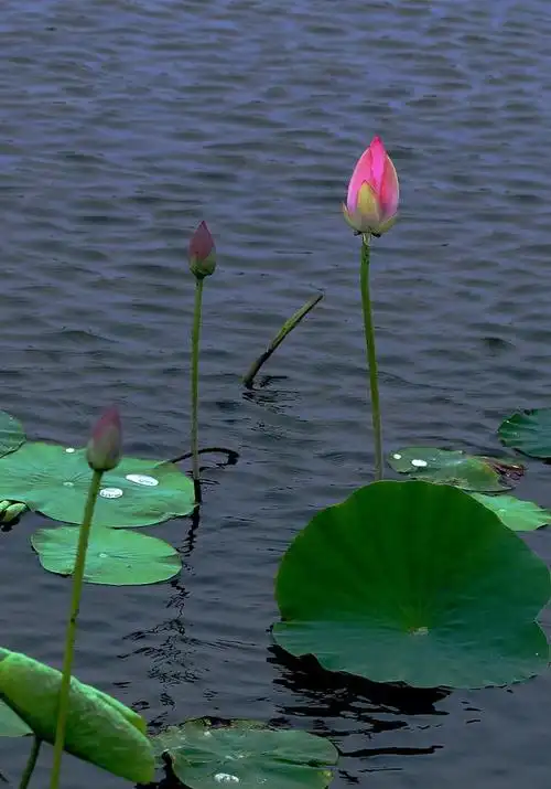 夏唤小荷出淤新,小荷露尖引蜓翩.轻点荷塘忙那般?后代繁衍碧水间.