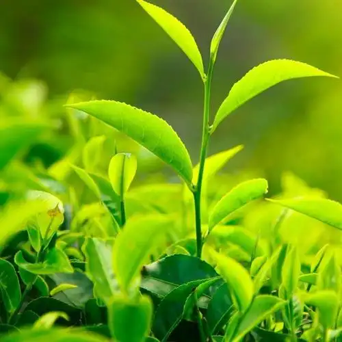 唯美绿色护眼植物