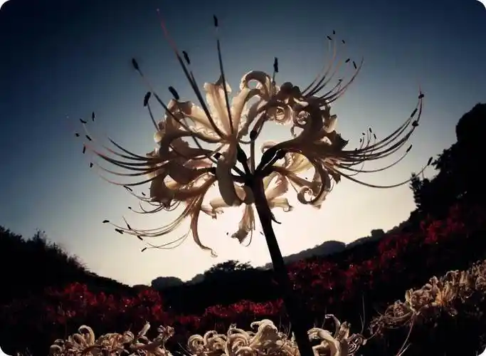 女孩子喜欢彼岸花代表什么(女朋友喜欢彼岸花是什么意思)