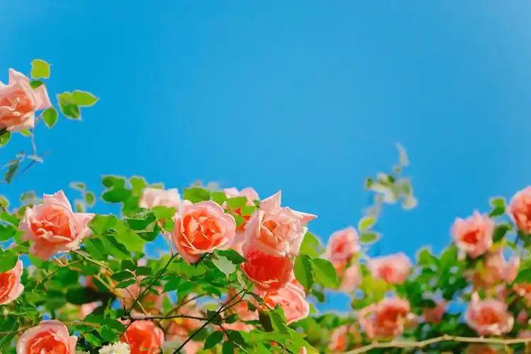 唯美浪漫月季花清新少女心摄影