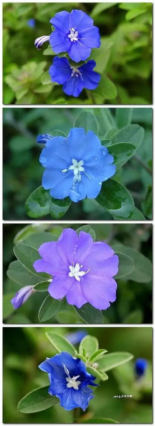 蓝星花的花语有"互信的心"和"把握现在"两层.