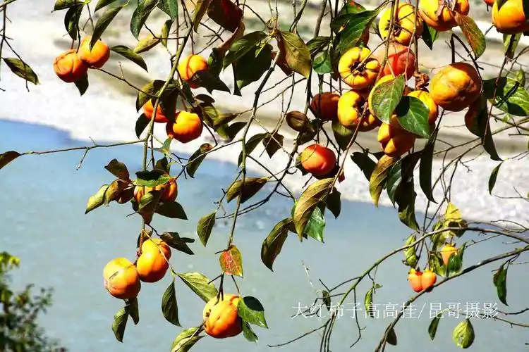 又到柿子成熟季