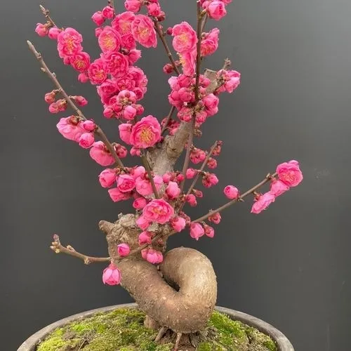 精品老桩丰厚梅 重瓣大花朵红梅梅花盆景 耐寒室内外植物花卉盆栽