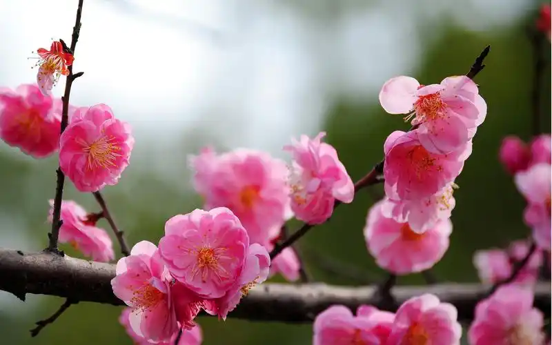 傲雪迎春的梅花