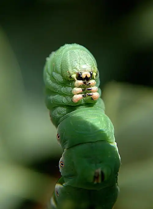 令人恶心的虫子.