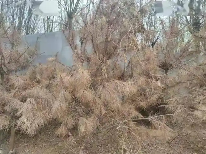 顺丰大街数十棵松树集体枯干极寒天气所致