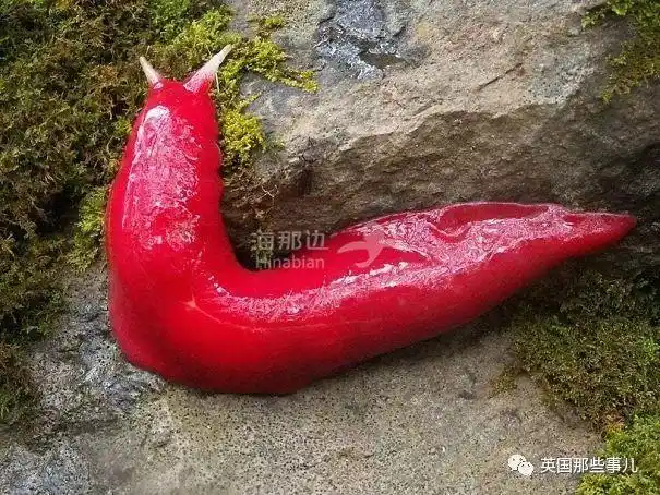 在澳洲一处森林里发现了这样一只巨大的鲜红色蛞蝓:水上游乐项目