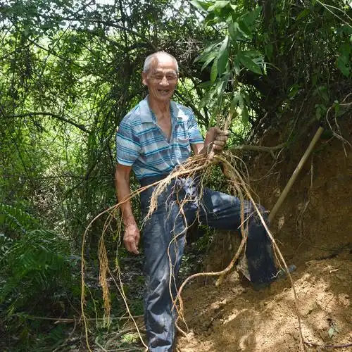 500g新鲜养生五指广东滋补桃根汤料