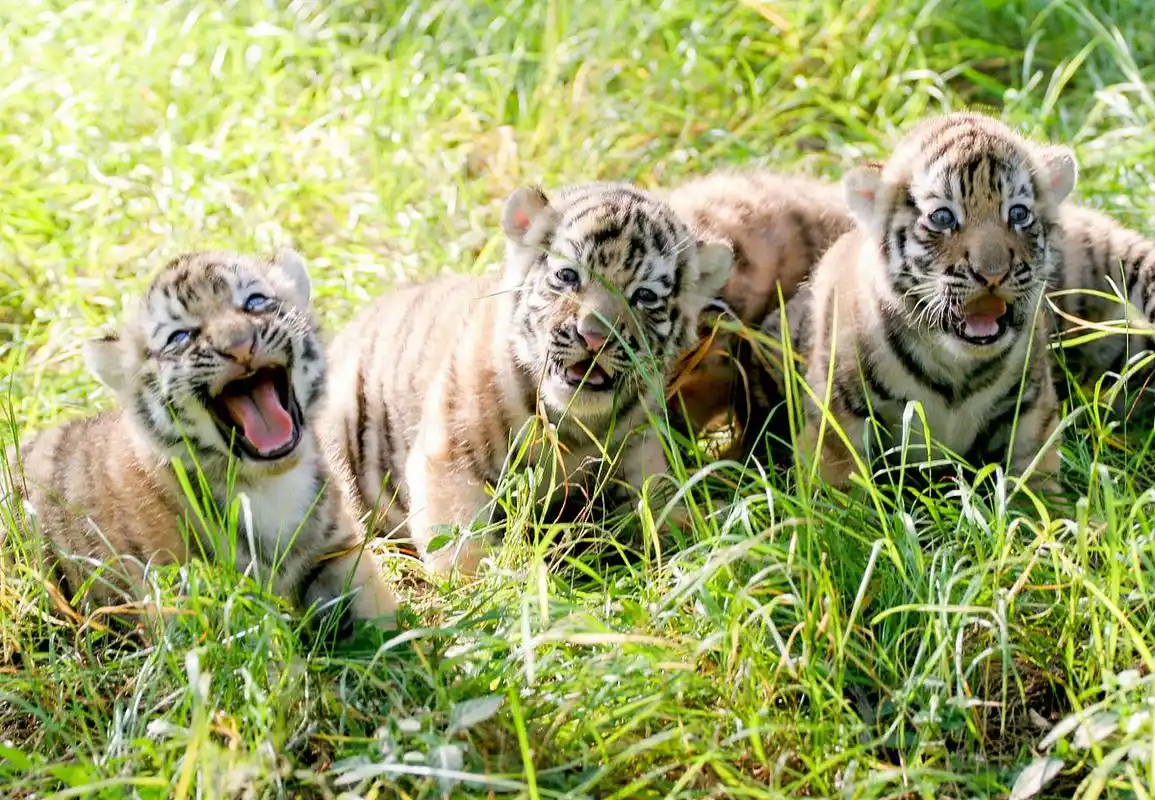 老虎小时候也太可爱了,奶凶奶凶的[亲吻][亲吻][亲吻]#小老虎