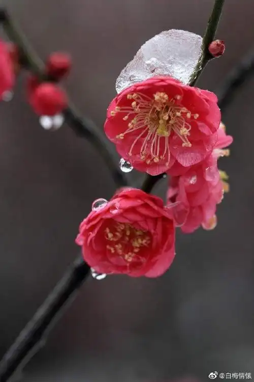 红梅传播##万花敢向雪中出一树独先天下看#梅花开在凌寒里,寒尽春来