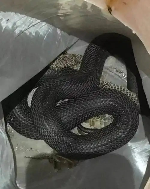 监利这个女人厉害了,在家养上千的"眼镜蛇".