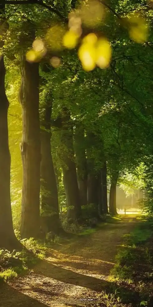 壁纸 | 高清养眼绿色壁纸,熬夜党看过来