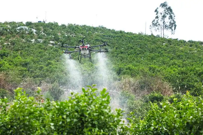 广西金秀:无人机喷洒农药防治柑桔黄龙病