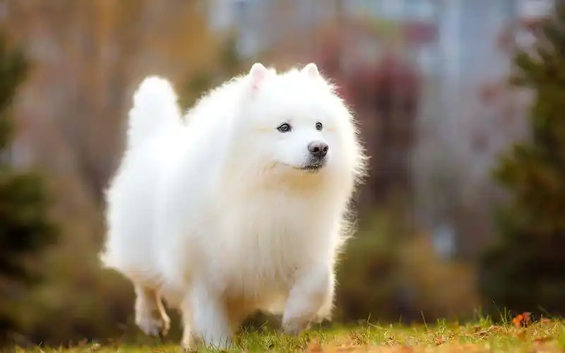 可爱美女,可爱,萌宠,汪星人,灵动,电脑壁纸,壁纸超可爱萌宠萨摩耶犬