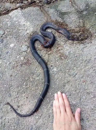 网友爆料 | 剧毒眼镜蛇半夜进入民宅险些酿成惨剧