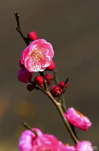 寒梅暗香独自开