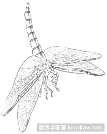 白描蜻蜓的画法