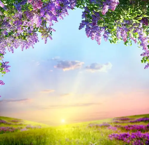 鲜艳花卉草丛植物风景高清摄影图片 - 素材中国16素材网