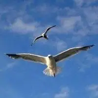 海鸥展翅飞翔头像_微信头像图片大全