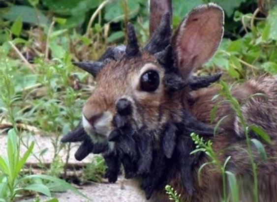 男子野外捡到恐怖兔子,兔子头上长满犄角,带回家后邻居被吓晕!