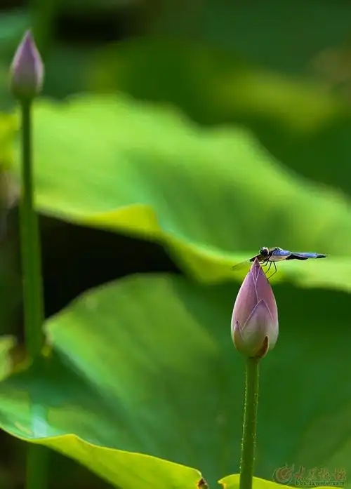 小荷才露尖尖角,早有蜻蜓立上头