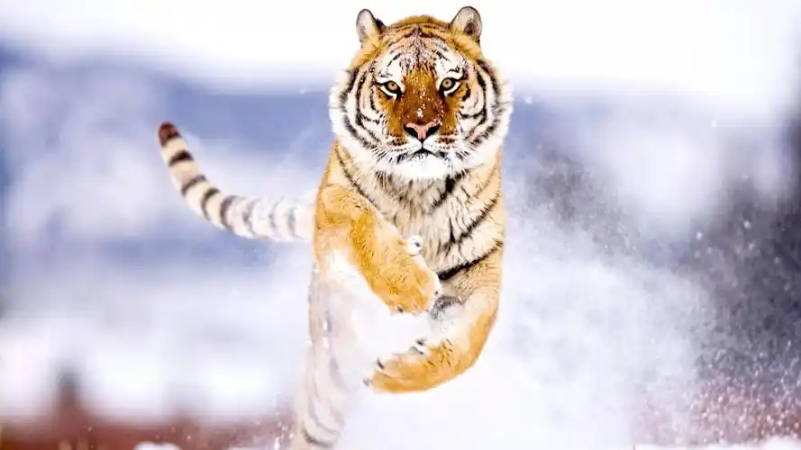 老虎 大自然壁纸 大自然图片大全 大自然桌面壁纸大全 免费大自然高清