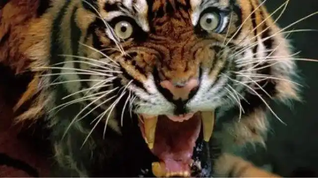 两只老虎间的怒吼对峙 这气势很猛很吓人