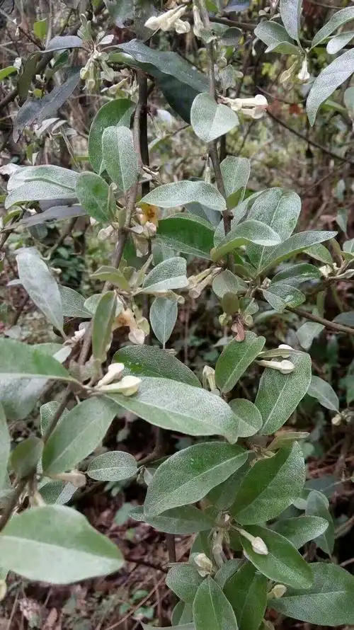 土家医常用草药图谱(湘西俗名～二)编辑中
