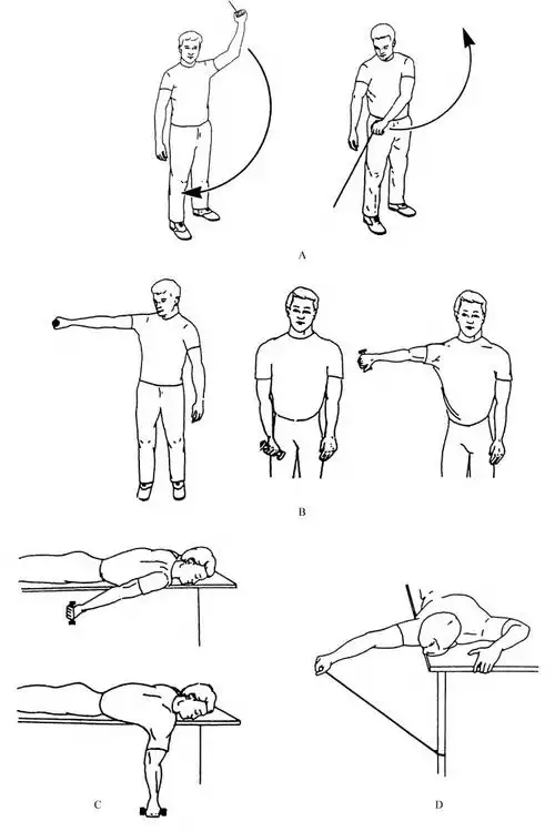 三角肌哑铃训练和冈上肌三角肌强化训练(上肢置于体侧站立,肘部伸直