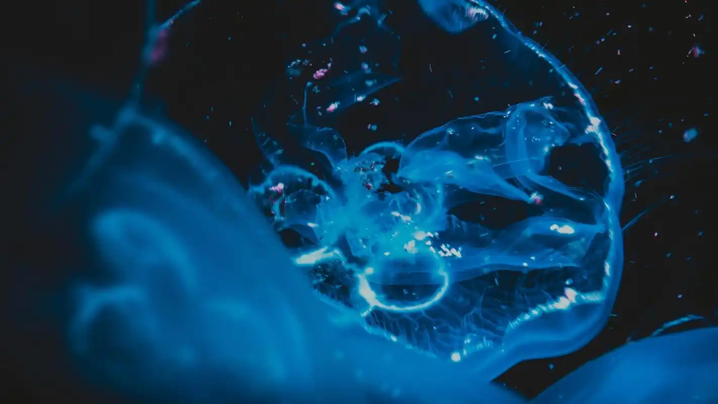 唯美蓝色水母高清桌面壁纸