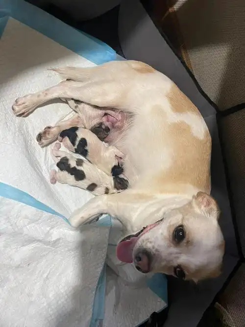 11点左右就躲在床底下抛窝,感觉是要生,就让狗狗到产房里睡,凌晨两点