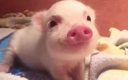 遛狗算什么遛猪才新潮长不大的迷你猪备受关注