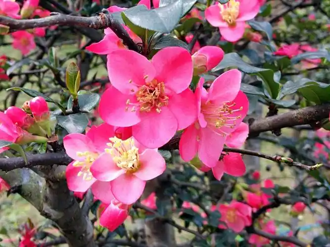 【花开富贵】海棠花