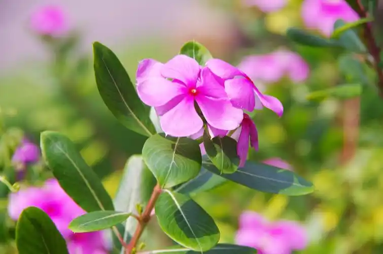 9.13一些花草和风景照