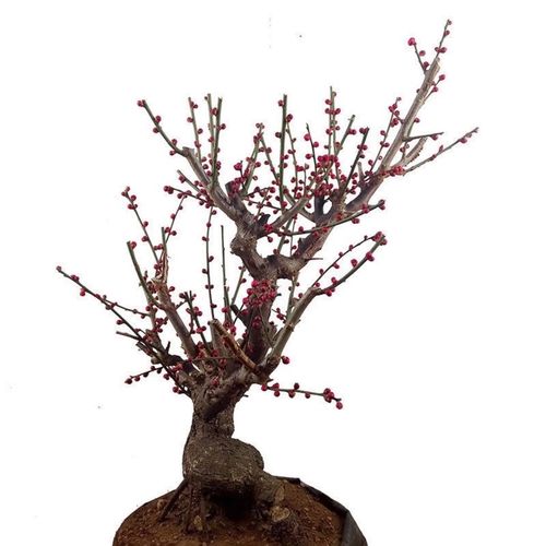 梅花盆栽带花苞梅花树红梅花老桩腊梅盆景造型室内庭院种植花卉