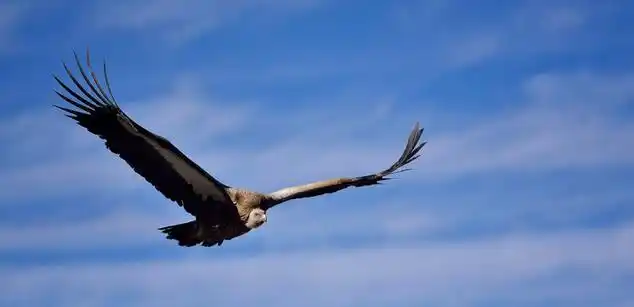 安第斯神鹰:现存最大猛禽,飞行5小时不扇动一次翅膀,还会变色