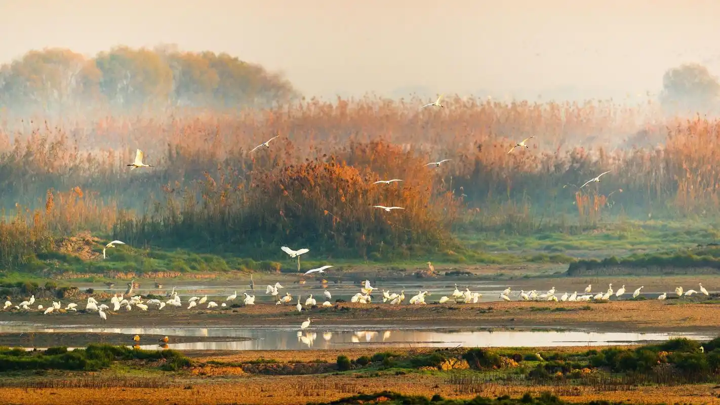 蔡甸区大笔擘画生态湿地 营造人与自然和谐共生美景