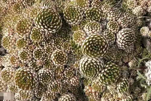 难得一见的瓦楞草长在屋顶形似多肉如今已绝迹