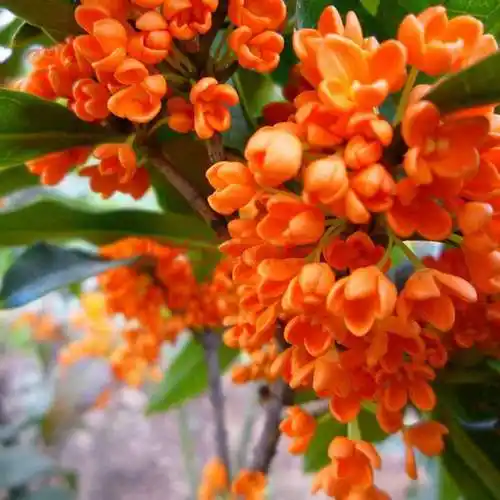 朱砂桂(植物)朱砂桂(学名:osmanthus fragrangs cv