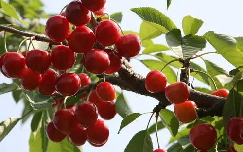 好看的樱桃水果高清桌面壁纸(5)