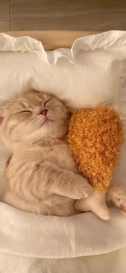 小猫可爱图片,小猫可爱图片 呆萌(猫咪壁纸‖好可爱呀)